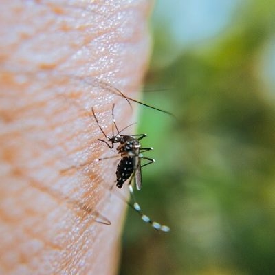 How To Prevent Mosquitoes From Breeding in Your Backyard?