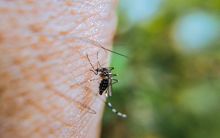 How To Prevent Mosquitoes From Breeding in Your Backyard?